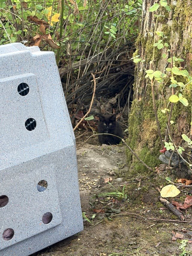 Kittens discovered on the riverbank Update #2