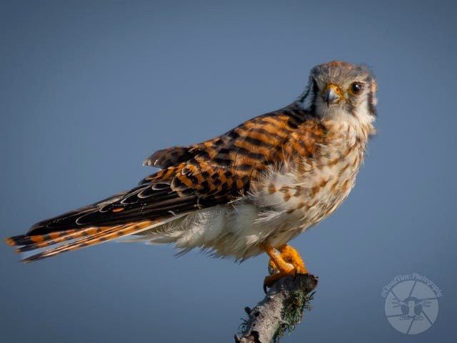 Kestrel searching for breakfast this morning