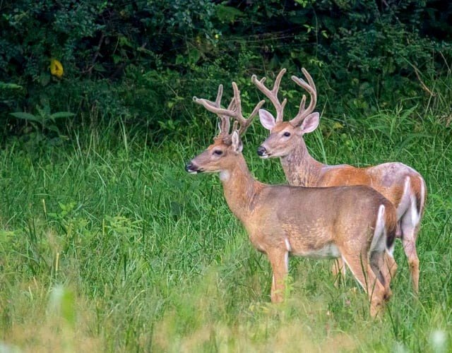White-tailed deer bucks