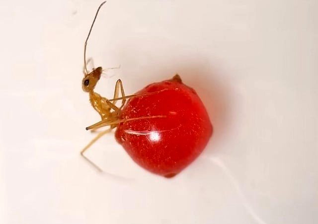 inside an ant's abdomen