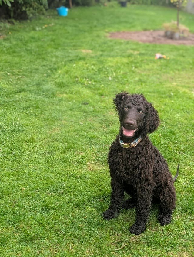 Joyful Dougal shares Friday wishes with you! ✨