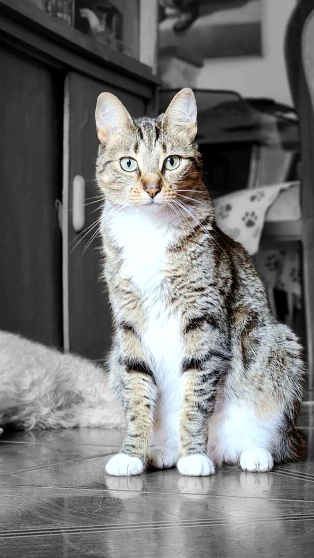 Hay miradas que hablan sin necesidad de palabras, solo un poco de amor y muchas caricias 🐈😻