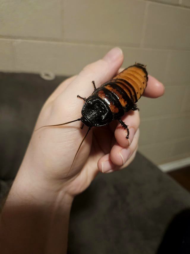 My Madagascar Hissing Cockroach Pet