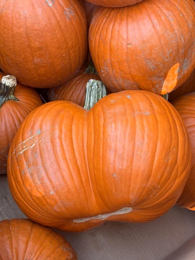 about a pumpkin I ought to have purchased today