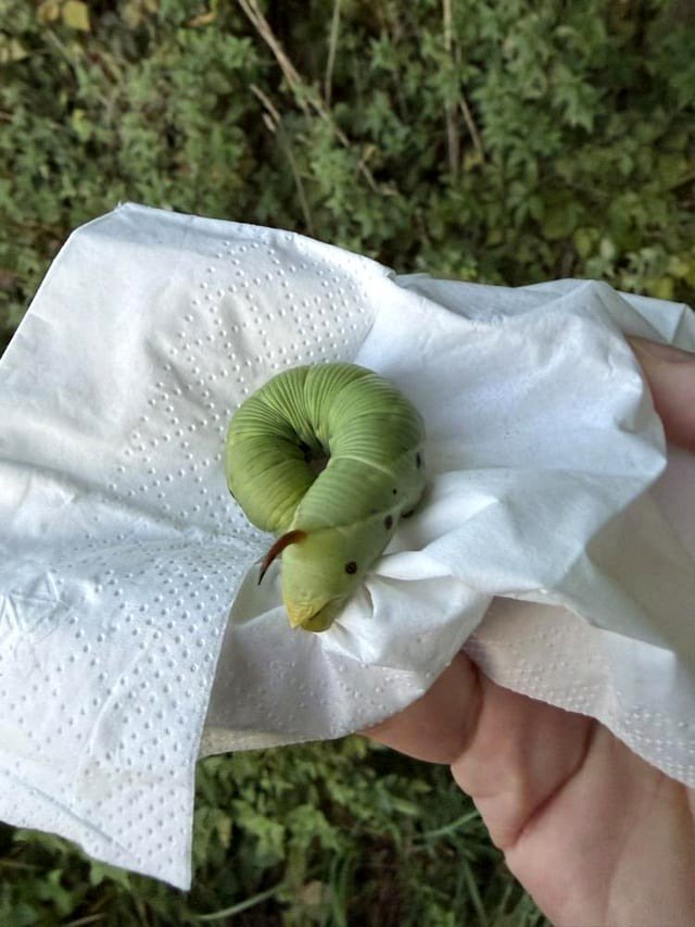about a caterpillar