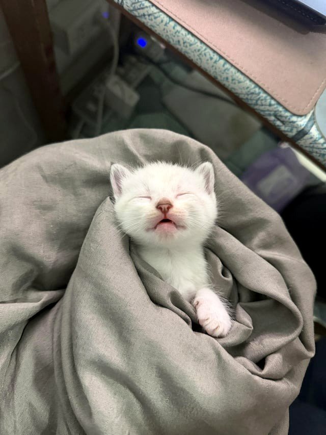 When the milk is perfect🍼🐾🐈