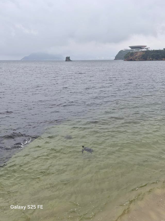 [OC] Turtle and landscape in Niterói, Brazil, today.
