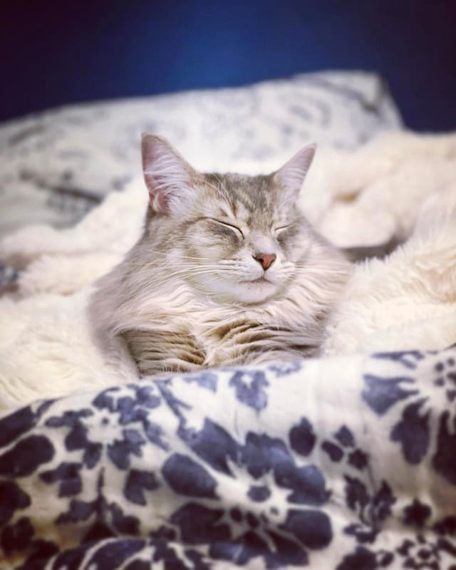 Why aren't cats loved by everyone?