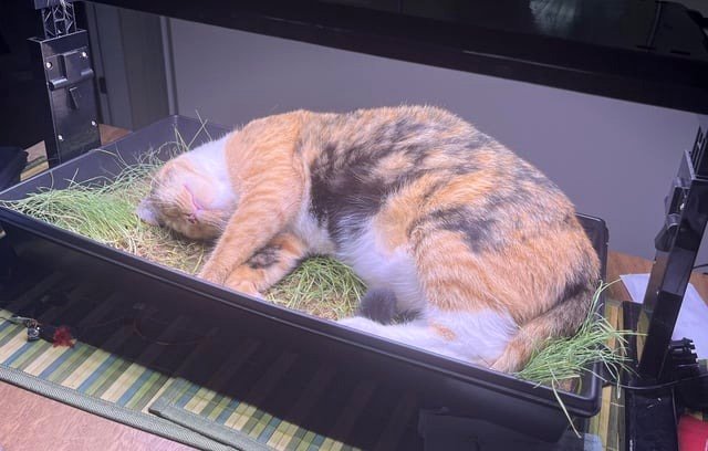 Discovered the reason the cat grass isn't thriving under the lights