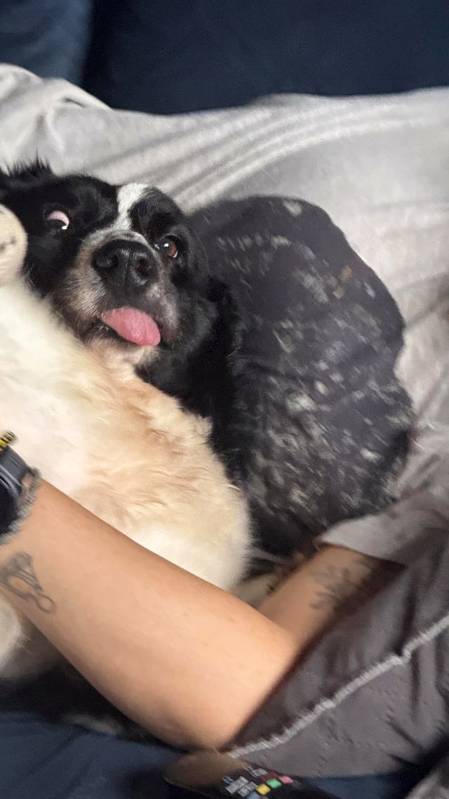 My dog has achieved maximum goofiness after waking from a nap.