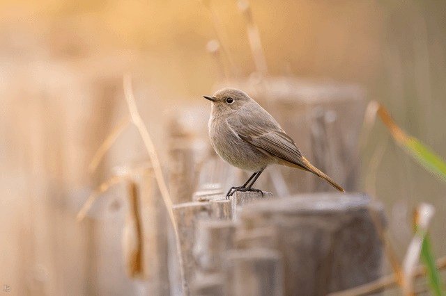 Dark Redstart