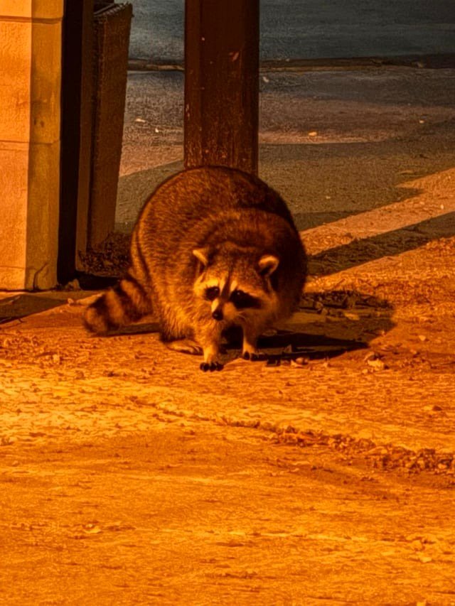of a raccoon that appears to have consumed every trash can in the whole area