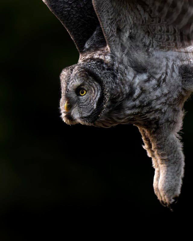 Large grey owl during sunset