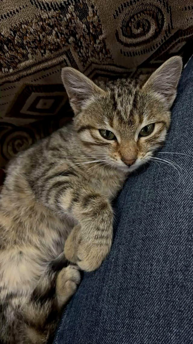 My cat has two states: napping and being mischievous.