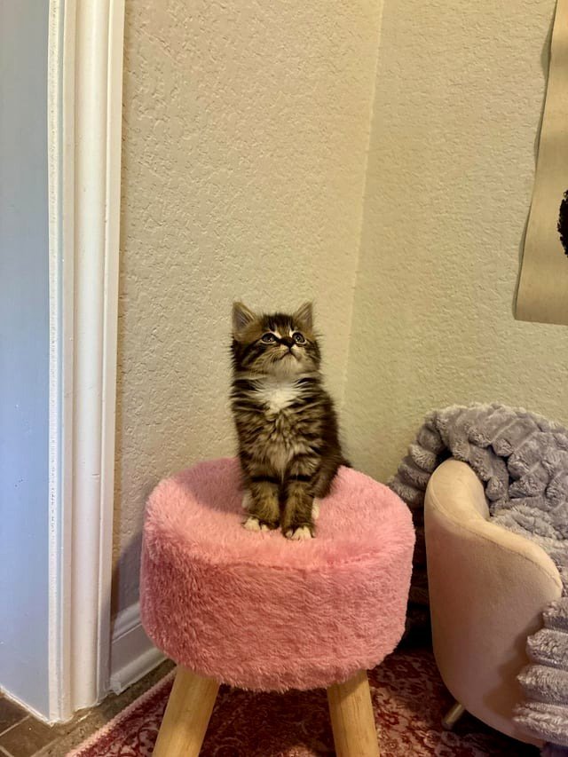 My adorable little Ophelia 💖