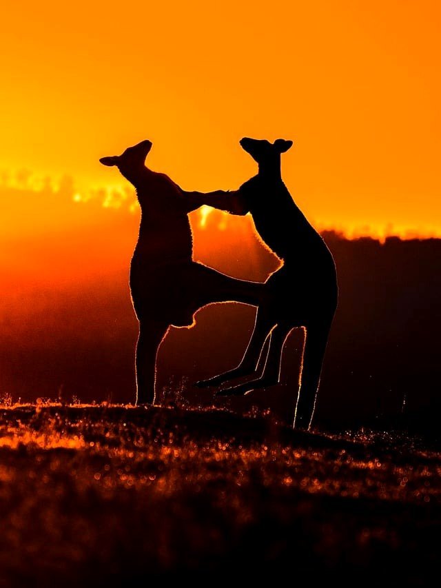 Kangaroos boxing at dawn, ACT Australia