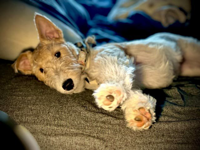PuppyLucy. Can you tell which paw has DaddyAlan under her spell?