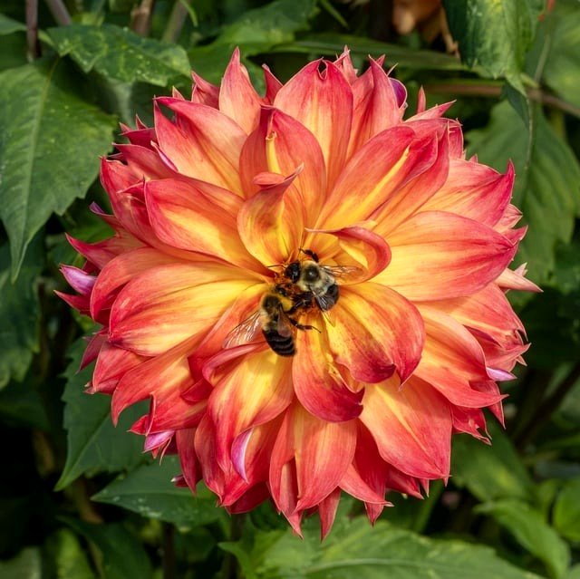 Two Bees on a Red Orange Dahlia Flower