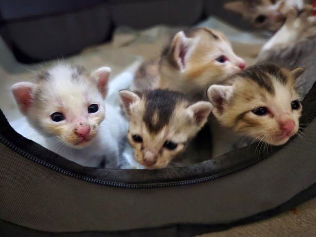 Introducing our latest members! [OC]
