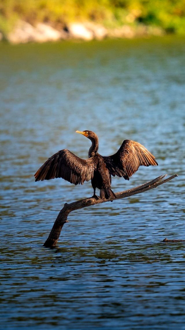 Double-Crested Cormorant spreading its wings to dry