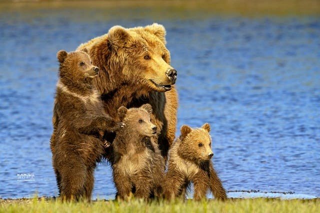 🔥Stunning female brown bear from Alaska with her three cubs🔥