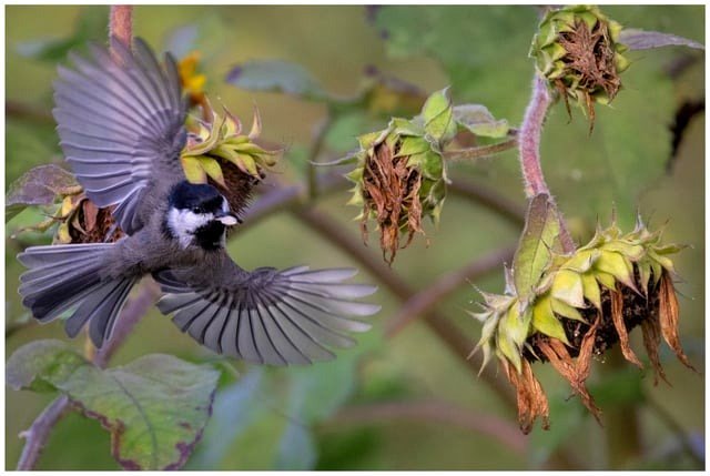 chickadee in the neighborhood garden