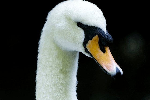 Swanndri I spotted locally