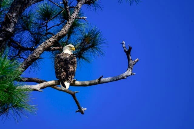 White-headed Eagle