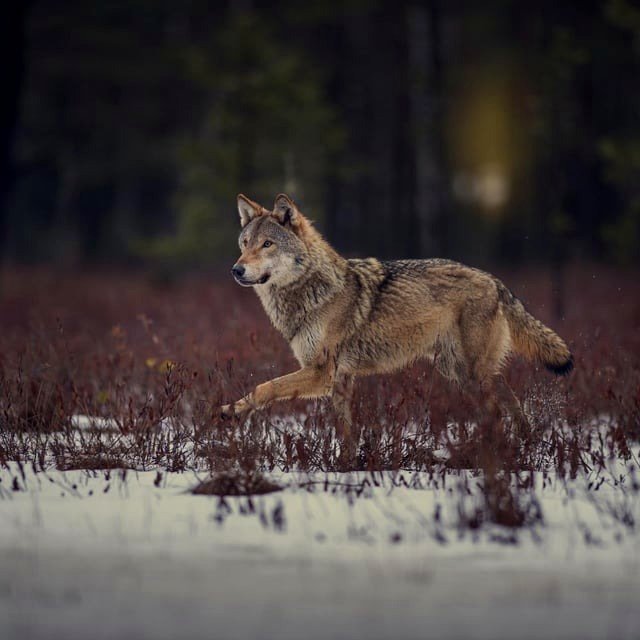🔥a stunning Wolf from Belarus🔥