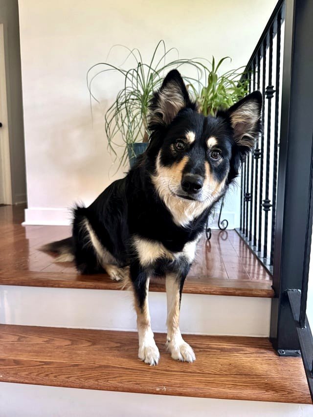 His posture on the stairs. 🥹