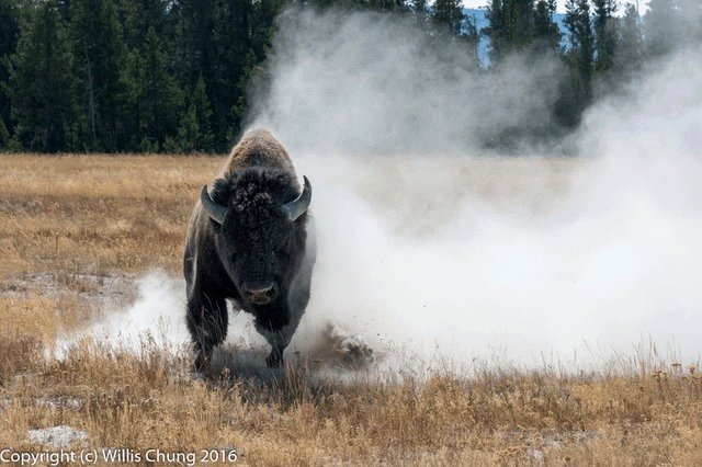 🔥 A charging bison. Photo by Willis Chung
