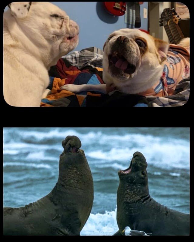 I can show you that my pugs are really indoor walruses. Introducing Peanut and Meeka.