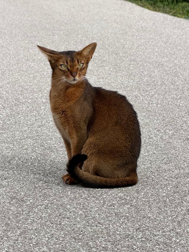 Amazing local cat 🥹