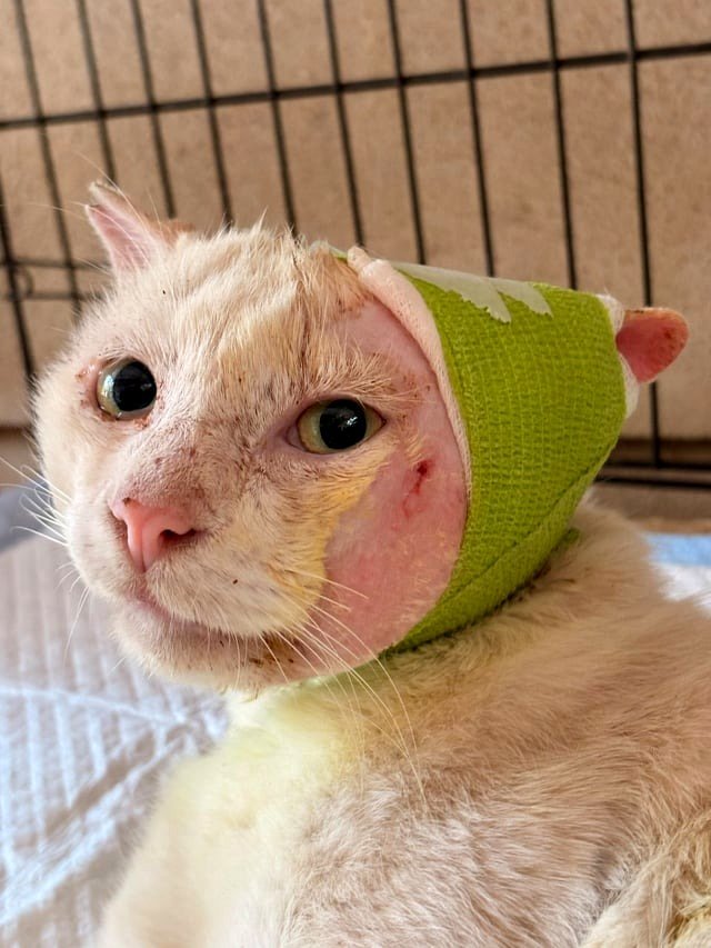 Please say a prayer for my little kitten 🥺