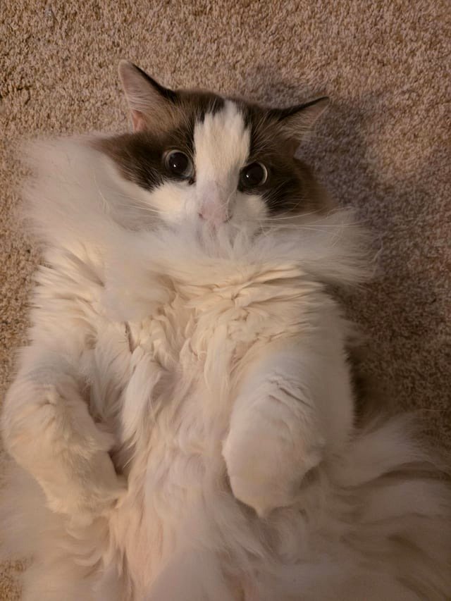 My Ragdoll is adorable...his name is Bun Bun.