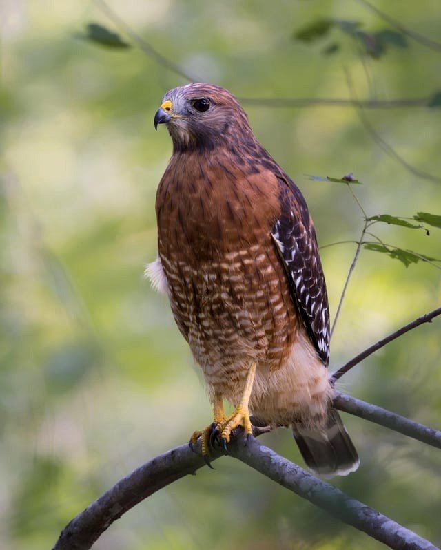 Red-Shouldered Hawk