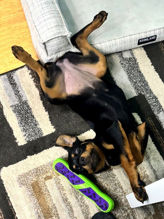 What do you mean someone was gnawing on your desk?