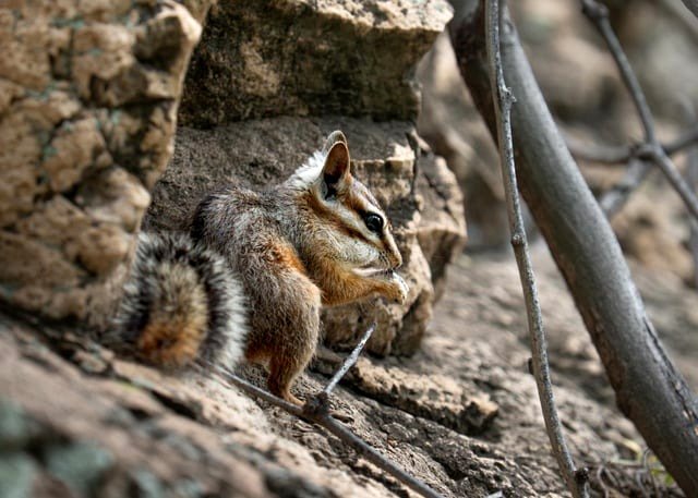 My initial visit - Cliff Chipmunk style