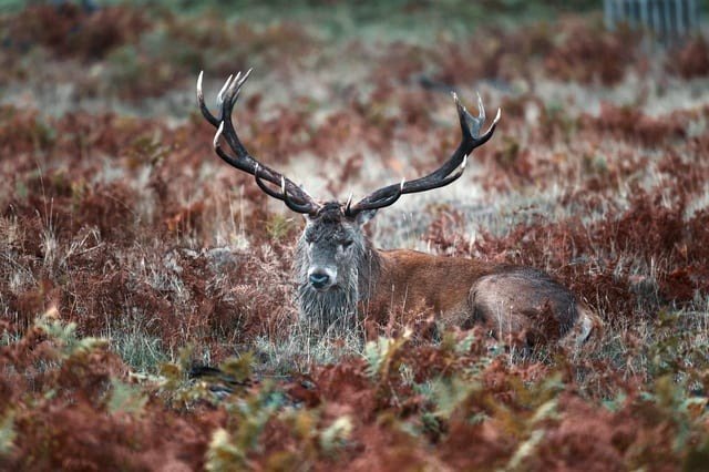 Red Deer relishing the fall atmosphere, Bushy Park, London🍁