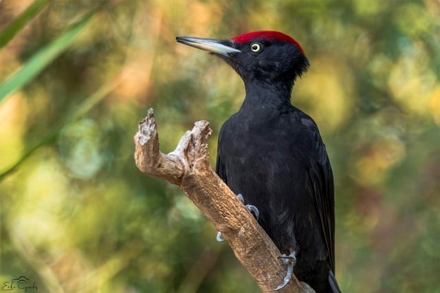 Dark woodpecker