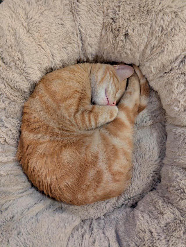 Rusty's usual sleeping posture