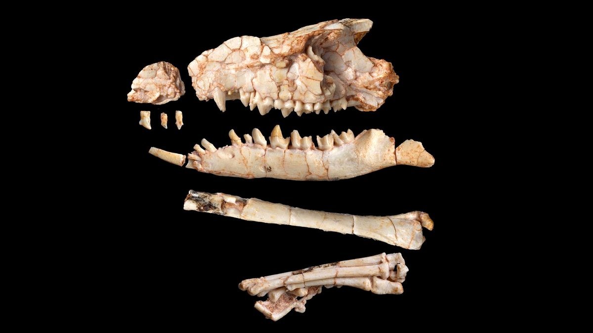 Fossil from the Gobi Desert Alters Understanding of Mammal Evolution