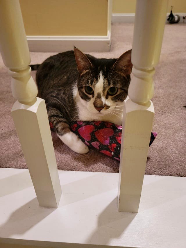 Please keep my cat in your thoughts.