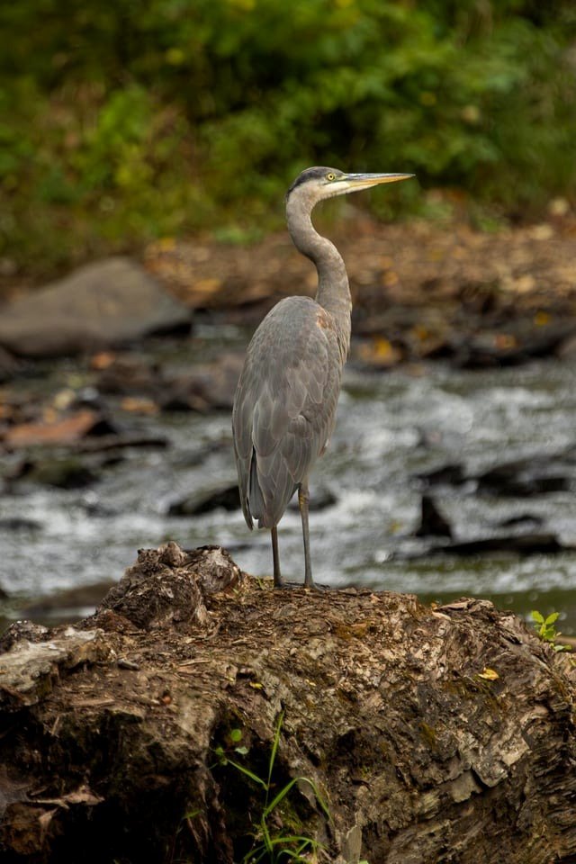 Large Blue Heron