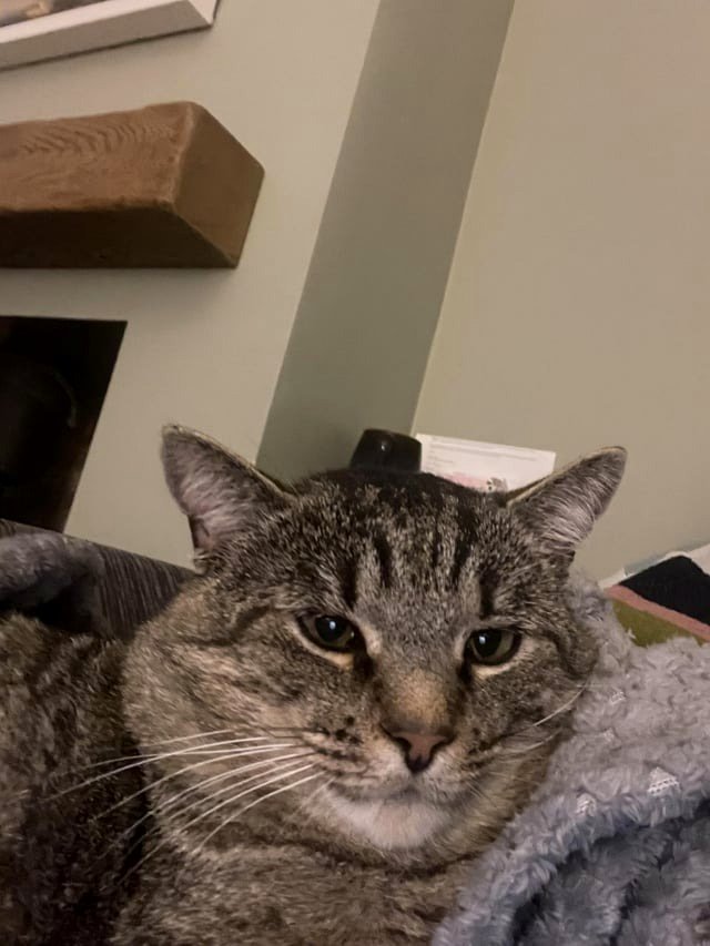 Clement visited the vet today, wasn't chipped before, but is now officially chipped!