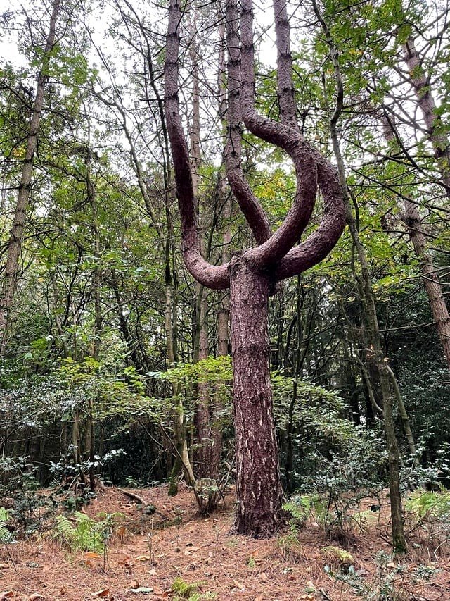 🔥 This tree adjusting to whatever obstructs it