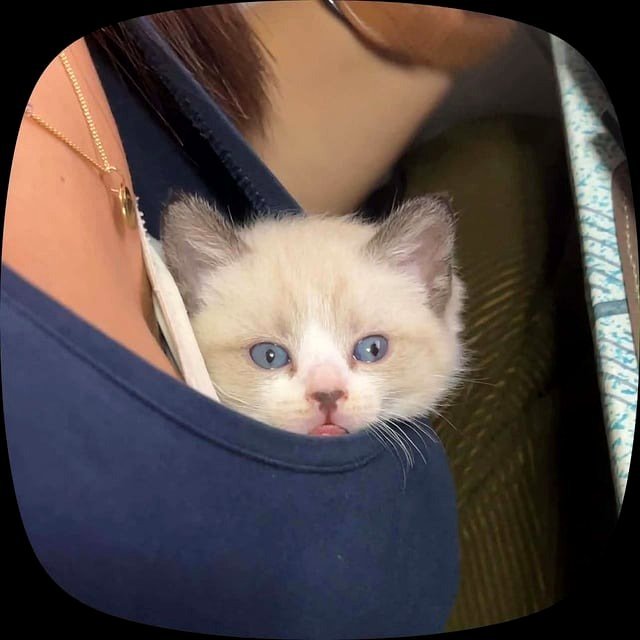 I'm residing here now 🥺🐾🐈
