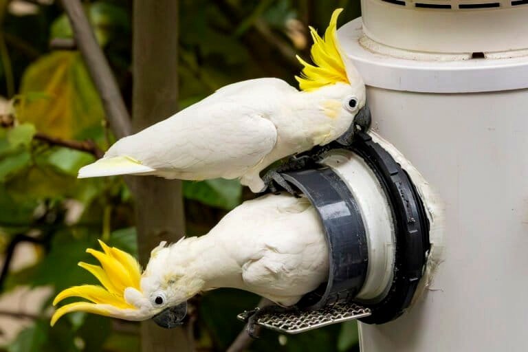 Man-made nests provide a habitat for Hong Kong’s cockatoos and an opportunity to observe their behavior.