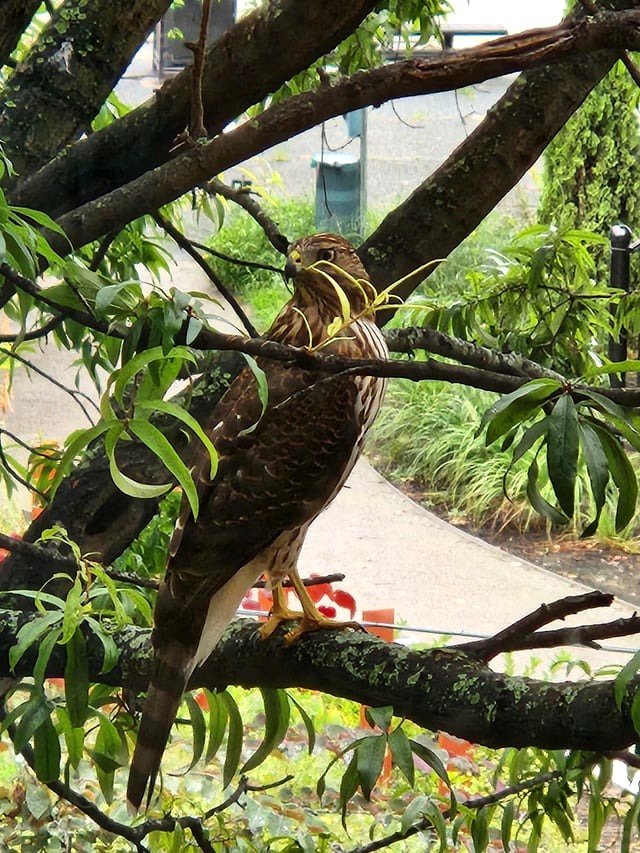 🔥 A Cooper's hawk just perched on a branch outside my office window. Louisville, KY