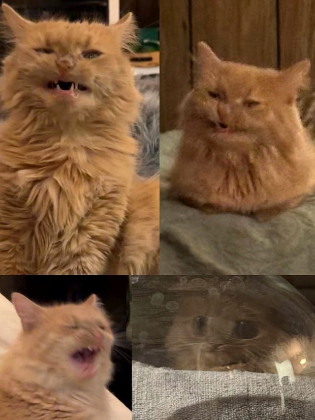Share the most unflattering picture of your cat.